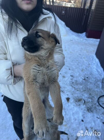 Щенки в частный дом