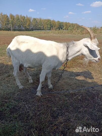 Коза дойная