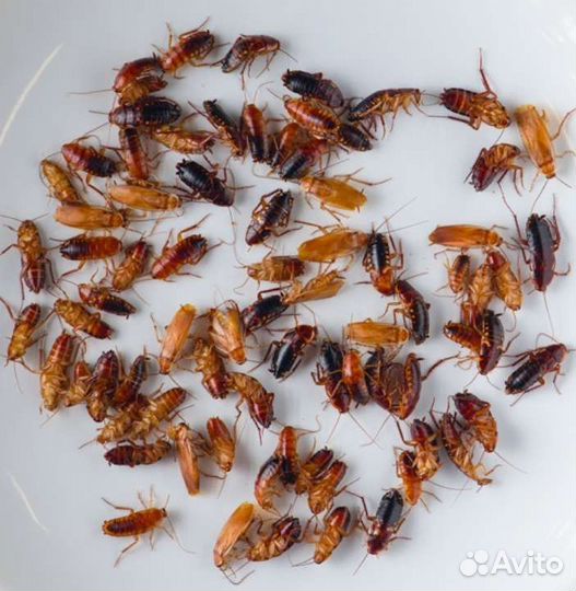 Туркменские тараканы в Ступино (см. описание)