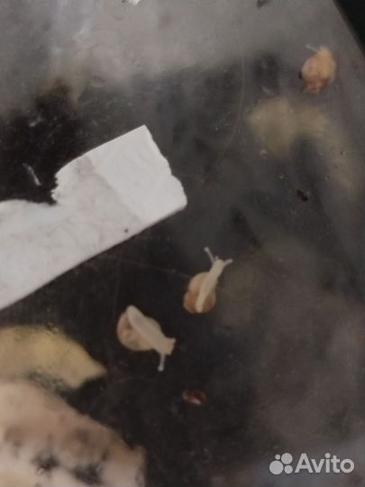 Улитки ахатины маленькие