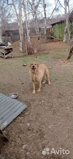 Собака (щенок)