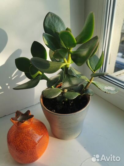 Крассула толстянка