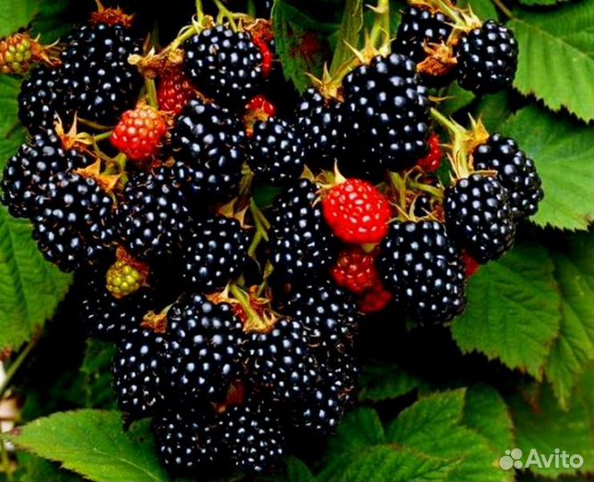Ежевика садовая, малина, Тибетская малина саженцы