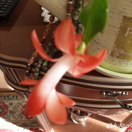 Цветок декабрист