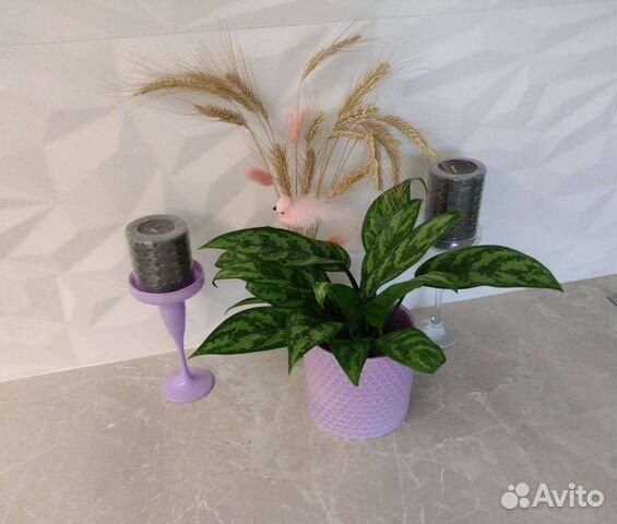 Цветок комнатный Аглонема