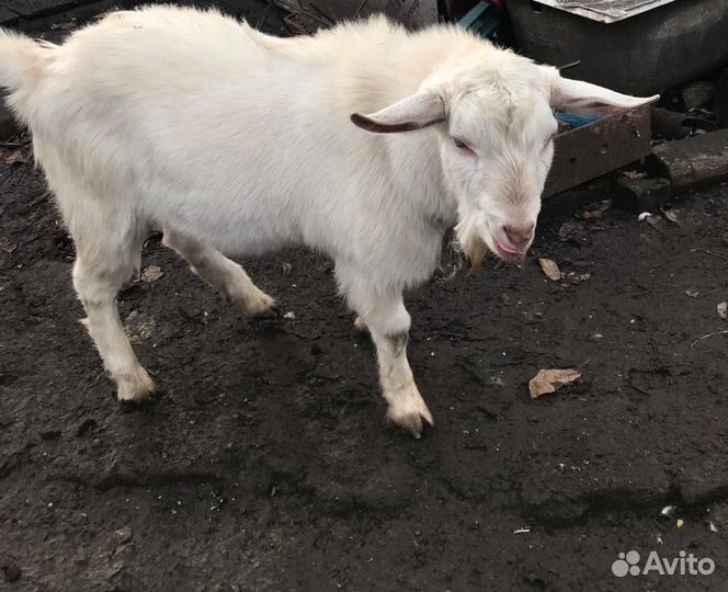 Продается козел