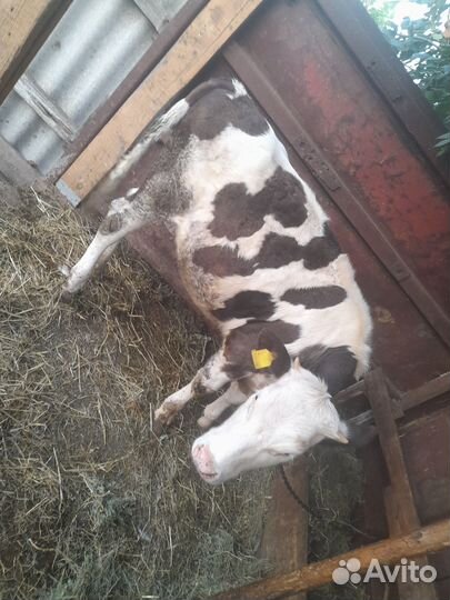 Продаётся тёлка