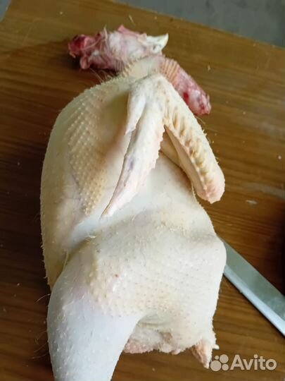 Куры молодки