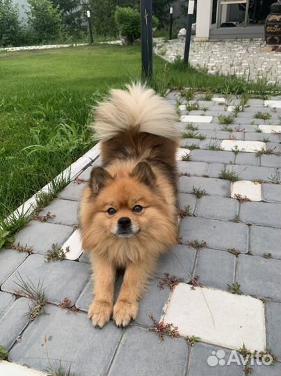 Немецкий шпиц вязка