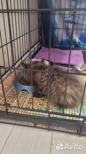 Кошка котенок