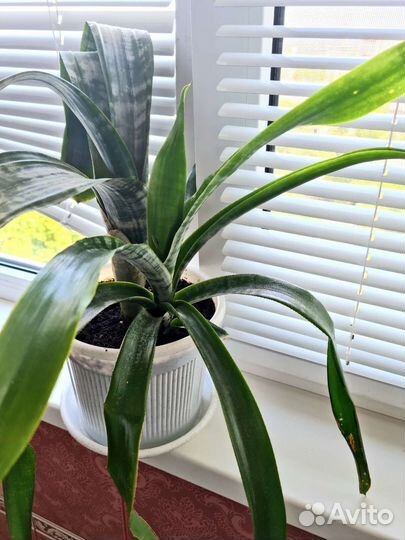 Эхмея. Декабрист (шлюмбергера)