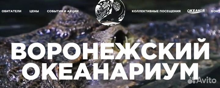 Билет в Океанариум