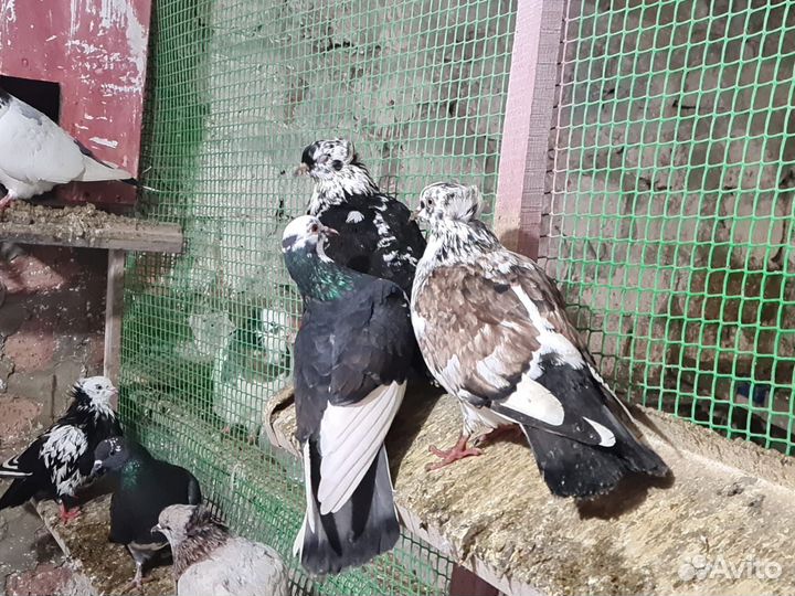 Бакинские бойные голуби