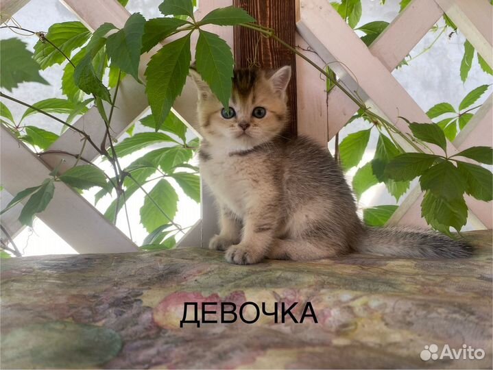 Шотландские котята