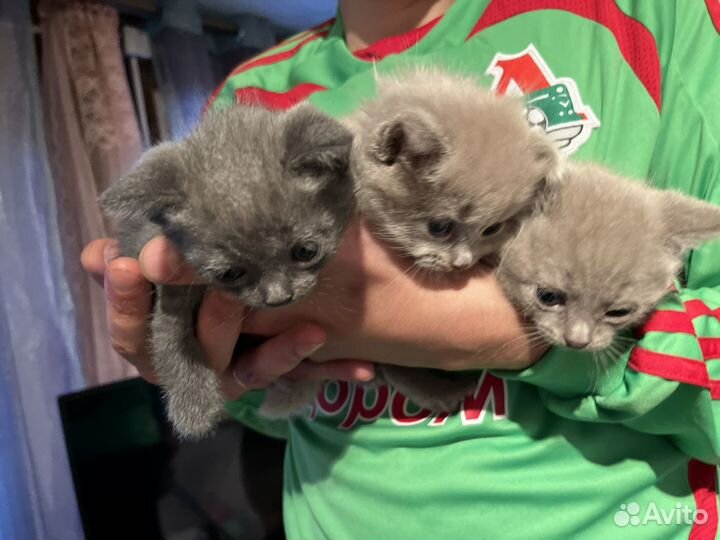 Британская кошка котята