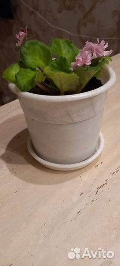 Фиалка с горшком