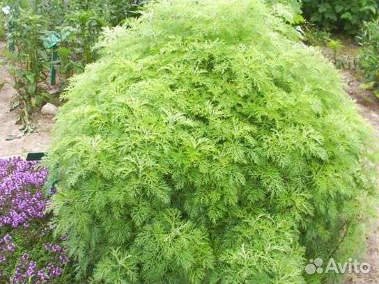 Саженцы божье дерево