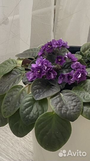 Комнатные цветы кротон