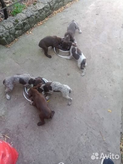 Щенки курцхаар