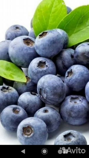Черника заморозка в розницу и оптом