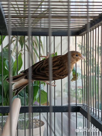 Молодой кенор