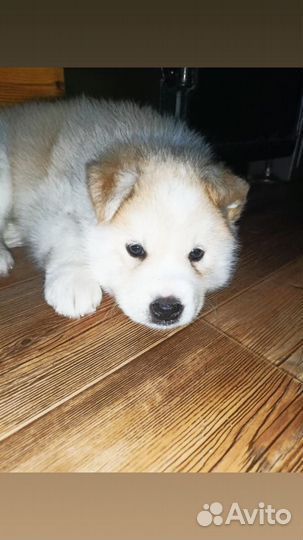 Щенок хаски