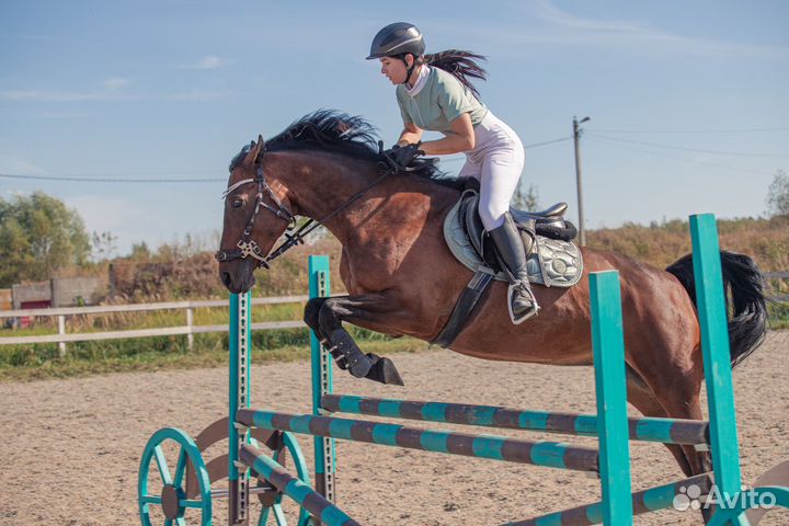 Кобыла в аренду мо