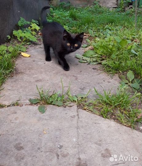 Кошка в дар