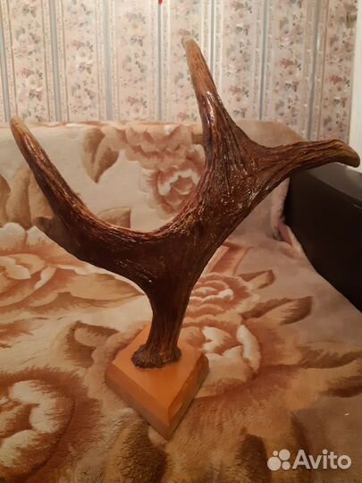 Продам рога лося