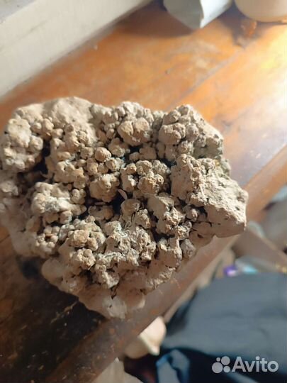 Окаменевшие водоросли