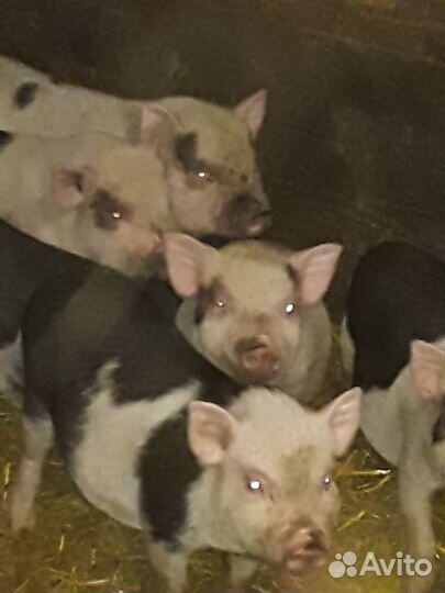 Козел вязка, вьетнамские поросята