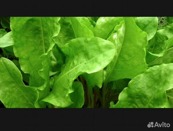 Щавель свежий