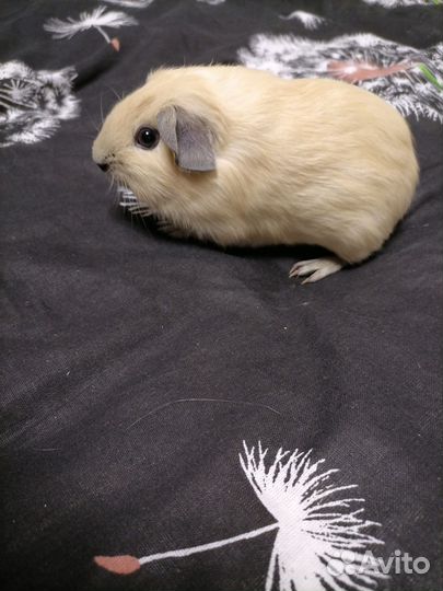 Морская свинка