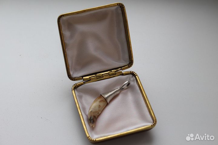 Ископаемый волчий зуб в серебряной оправе