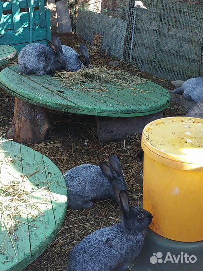 Кролики мясных пород великаны