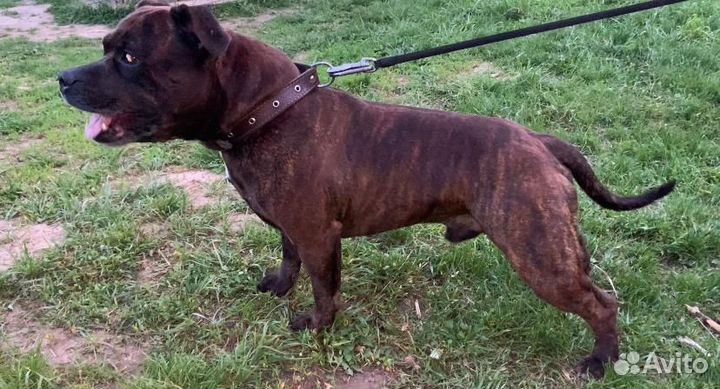 Щенки английского стаффордширского бультерьера