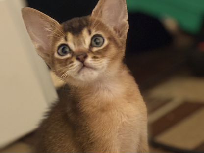 Абиссинский котёнок, Парабель