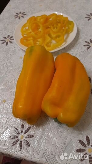 Рассада. Сладкий перец