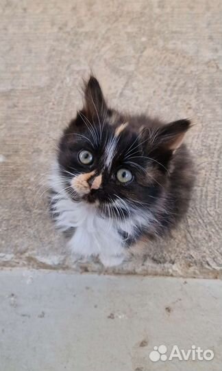 Кошечки в ответственные, добрые руки