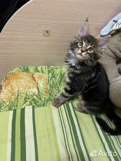 Продам котят Мейн-кун