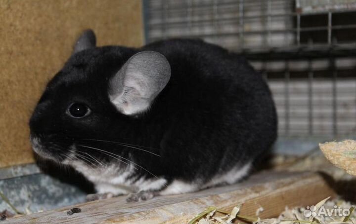 Шиншилла Черная