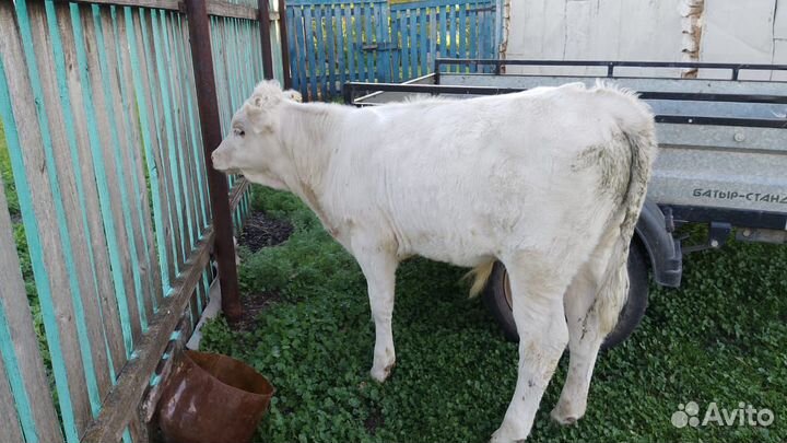 Корова дойная с теленком