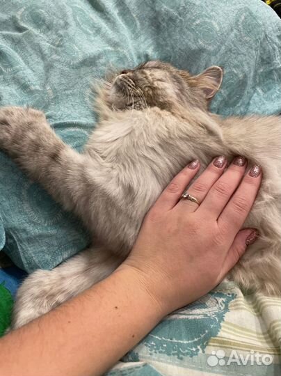 Отдам кота в добрые руки