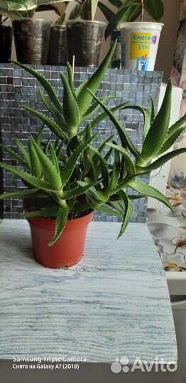 Алоэ древовидное лечебное