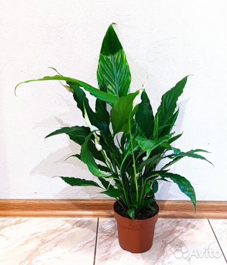 Спатифиллум