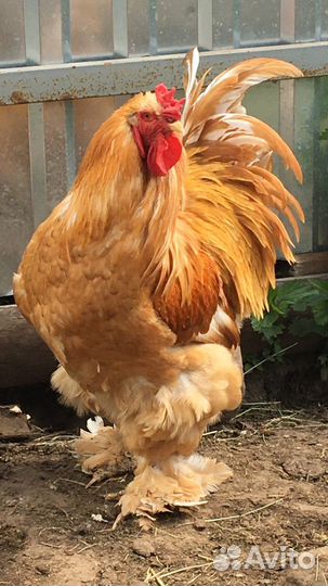 Петух чистокровный кохинхин на племя