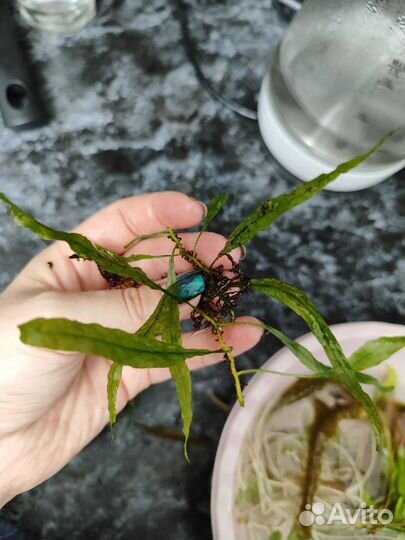 Аквариумное растение