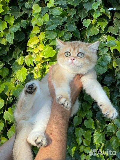 Яркая девочка золотая шиншилла ny11