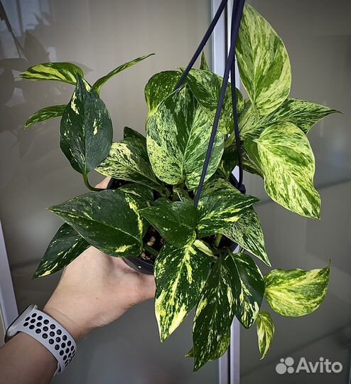 Комнатные растения(разные)