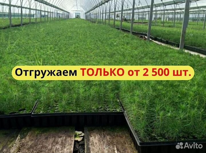 Сеянцы сосны зкс от производителя